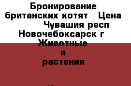 Бронирование британских котят › Цена ­ 4 000 - Чувашия респ., Новочебоксарск г. Животные и растения » Кошки   . Чувашия респ.